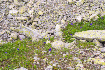 Small purple flowers make their way through stones in the mountains of Altai grow and reach for the sun against the backdrop of rockfall with green grass
