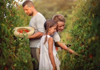 Harvest