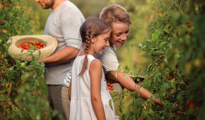 Fototapeta premium Harvest