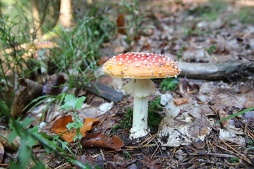 Fliegenpilz