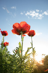 Obraz premium close up view of nice red poppy on blue sky background