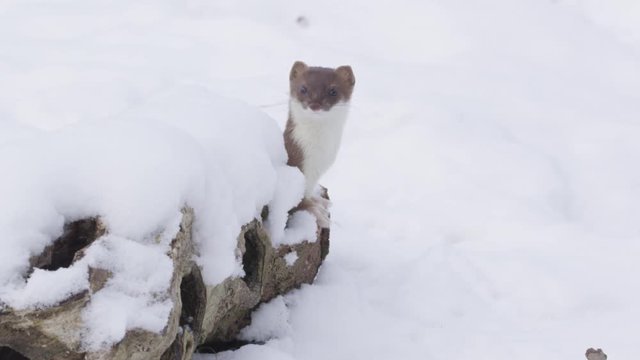 stoat in winter