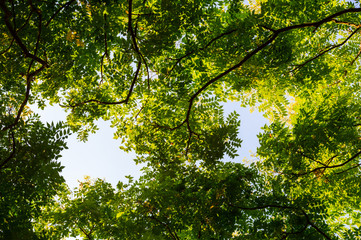 Top view with tree branch and blue sky