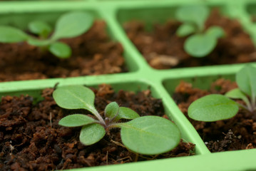 Petunia seedlings in the cell tray (shallow depth of field, copy