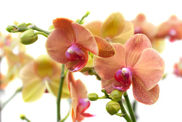 Fototapeta na wymiar Coral Phalaenopsis orchid on white (soft focus)