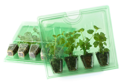 Young plants in packs for mail order