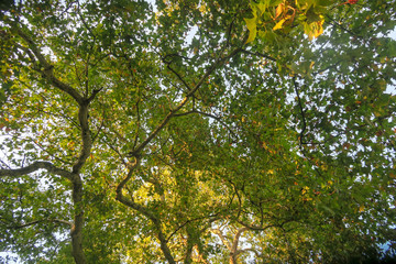 Arbol hojas verdes naturaleza