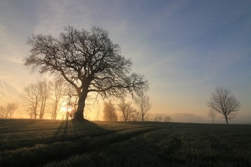 Fototapeta na wymiar tree in the mist