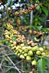 coffie plantation