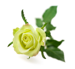 Green rose isolated on white background