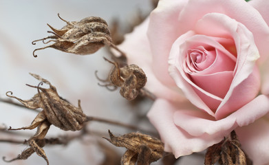 Pink rose and withered plant