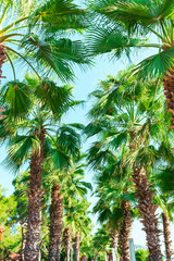 Palm trees against the blue sky, fragments of palm trees, branches of trees,