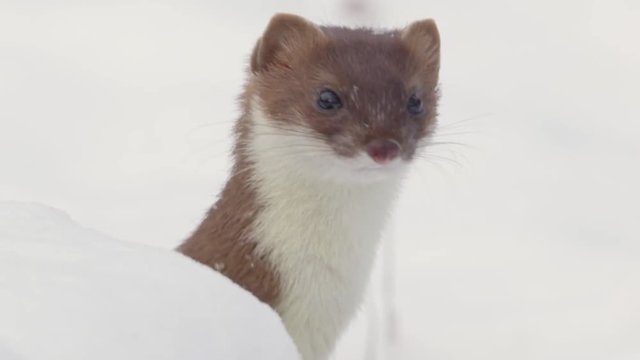 stoat in winter