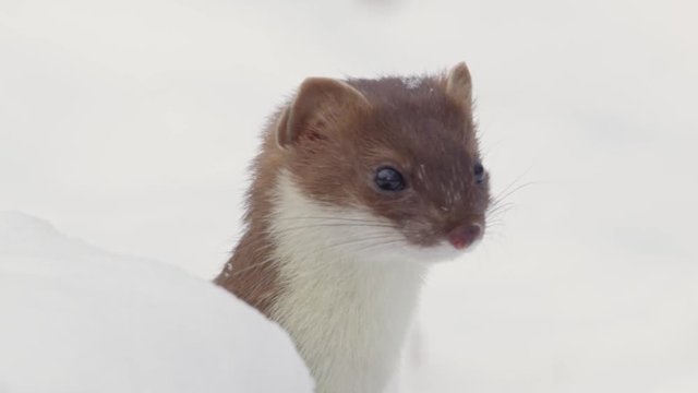 stoat in winter