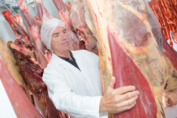 Man assessing animal carcass