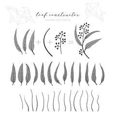 Set of eucalyptus leaf, branch and flowers, fall, spring, summer. Detailed vector vein illustration, not autotrace, constructor design