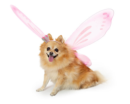 Pretty Pomeranian Dog Wearing Fairy Costume