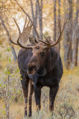 Bull Shiras Moose in Autumn