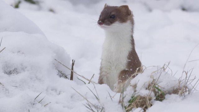 stoat in winter