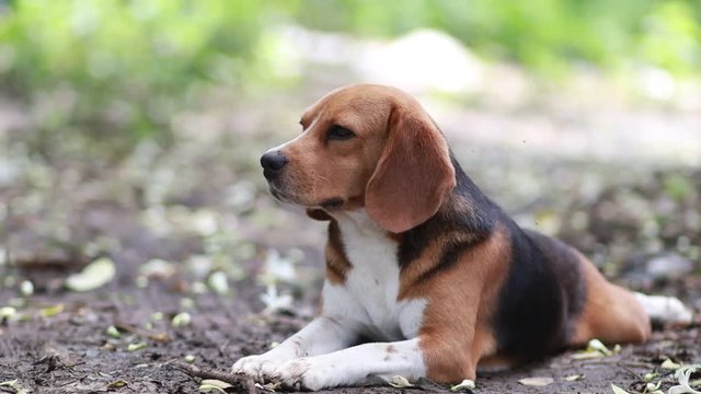 Portrait of a cute beagle dog outdoor in fall,close up face of an adorable beagle dog while sitting on the ground. 