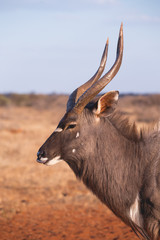 Nyala buck