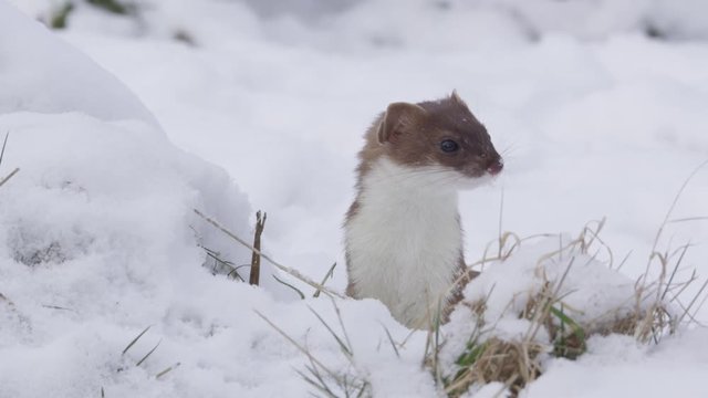 stoat in winter