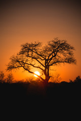 Fototapeta na wymiar Tree at sunrise Africa