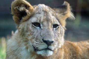 Lionceau en gros plan avec un regard triste