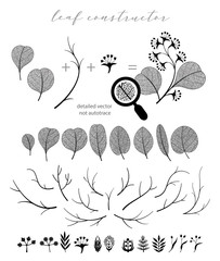 Big collection of vector branch and eucalyptus leaf, autumn, spring, summer. Detailed macro illustration, not autotrace, constructor design