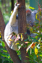 A koala on a eucalyptus gum tree in Australia