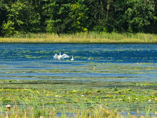 Swans in forest lake wetlands swimming among lily pads on sunny day in northern Minnesota with one swan flapping wings