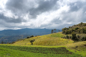 corn field between landscape and and mountains. Colombia