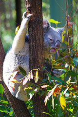 A koala on a eucalyptus gum tree in Australia