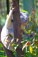 A koala on a eucalyptus gum tree in Australia