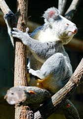 A koala on a eucalyptus gum tree in Australia