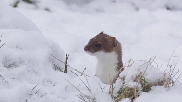 stoat in winter