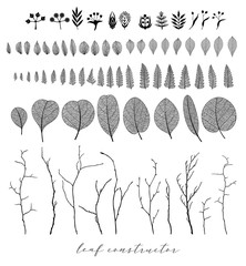 Eucalyptus leaf and branch , autumn, spring, summer. Detailed vector macro illustration, not autotrace, constructor