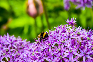 Bumblebee