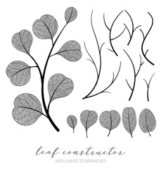 Big collection of vector branch and eucalyptus leaf, autumn, spring, summer. Detailed macro illustration, not autotrace, constructor design