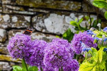 Schmetterling auf Blüte