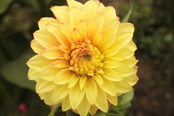 Dahlia jaune pousse dans le jardin.