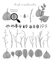 Big set of vector branch and leaf, fall, spring, summer. Detailed macro illustration, not autotrace, constructor design
