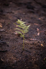 New fern life soil