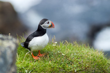 Papageitaucher am Felsen