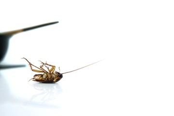 Dead Cockroach on white table with reflection.Contagion the disease, Animal,Plague,Healthy,Home concept of advertisement design.Cockroaches are carriers of contagion the disease.