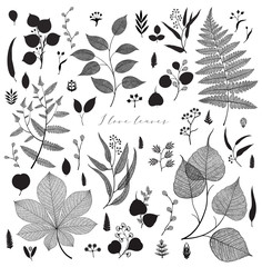 Big set of branches and leaves, fall, spring, summer. Vintage vector botanical illustration, floral elements in black design