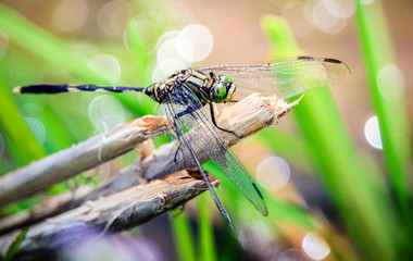 A Colorful Green Dragonfly with blurred bokeh background