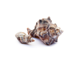 Exotic sea shells isolated on white background