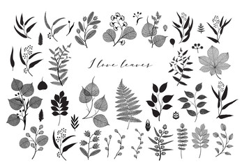 Big set of branches and leaves, fall, spring, summer. Vintage vector botanical illustration, floral elements in black design