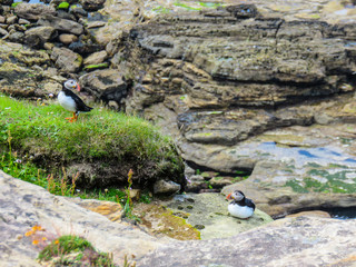 Zwei Papageientaucher